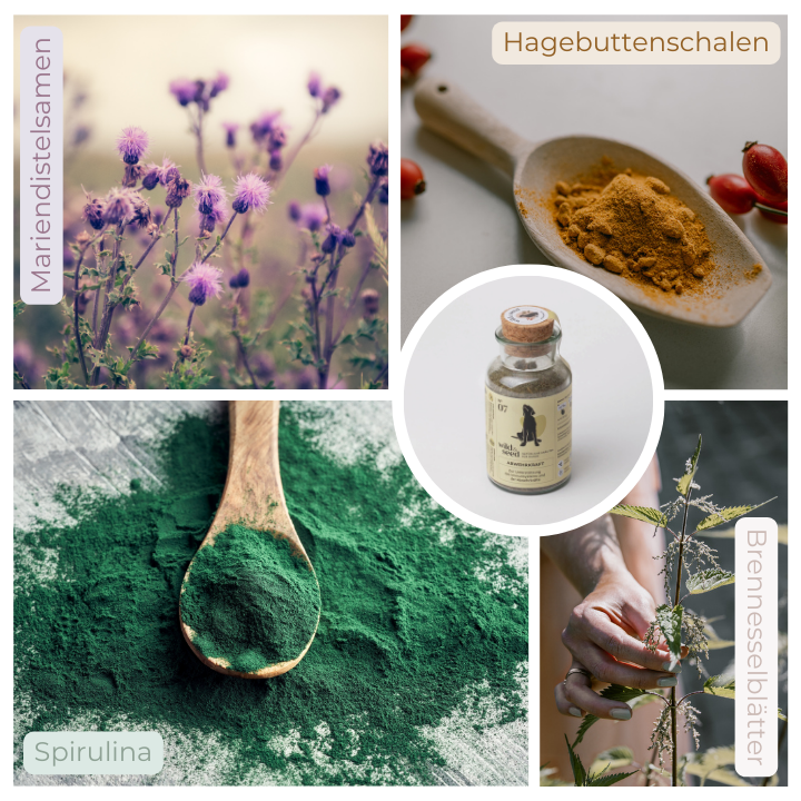 Wild&Seed 07 Abwehrkraft