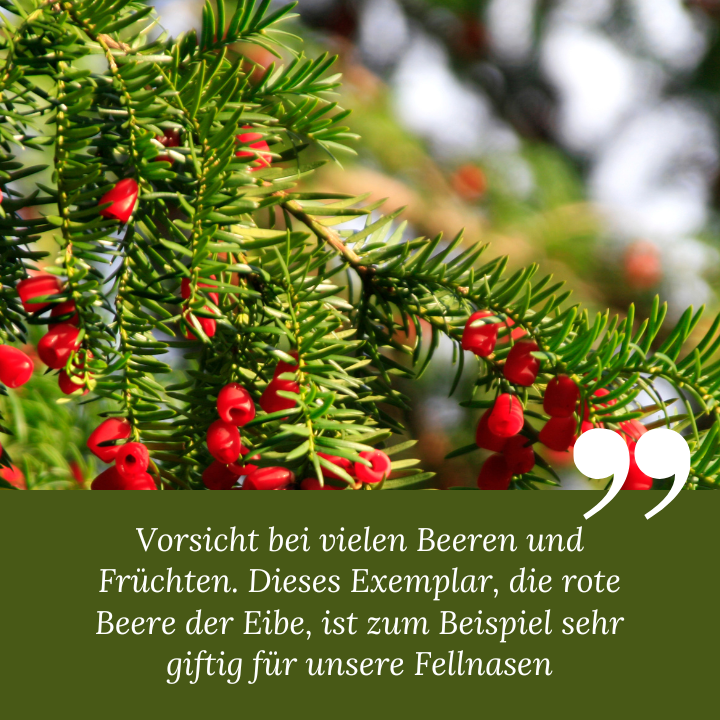 Giftige Beeren für Hunde Eibe