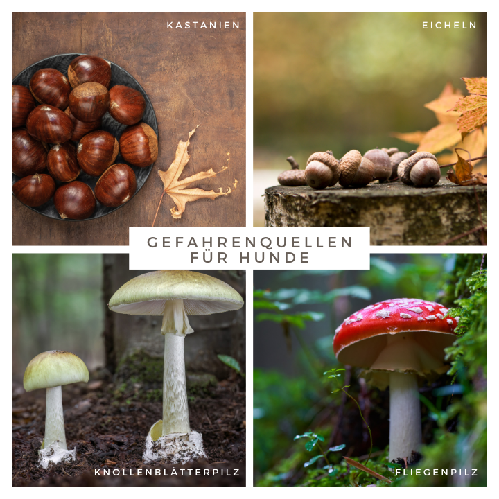 Gefahrenquellen für Hunde im Herbst