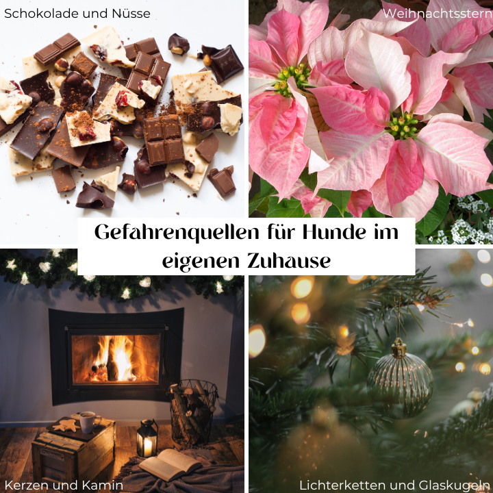 Gefahrenquellen für Hunde im eigenen Zuhause