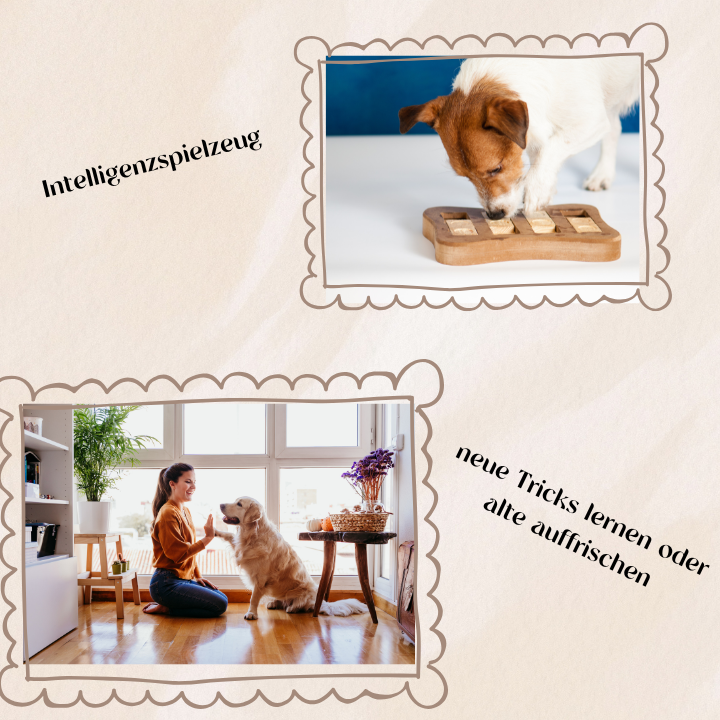 Möglichkeiten: Indoor-Aktivitäten für Hunde