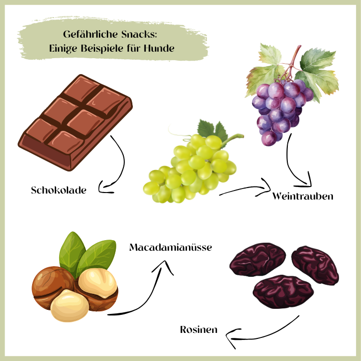 Gefährliche Snacks: Einige Beispiele für Hunde