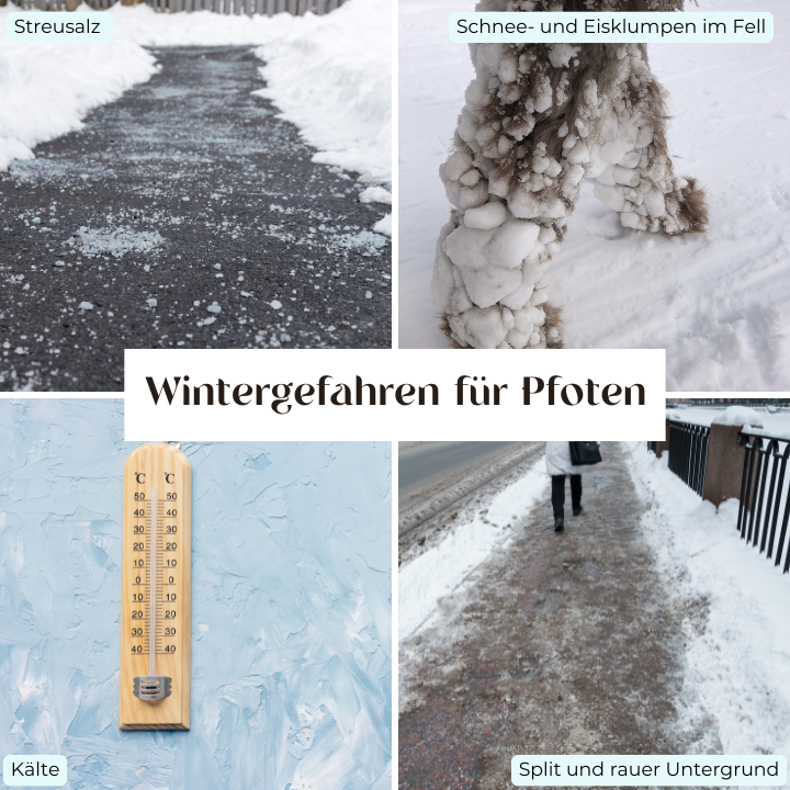 Wintergefahren für Hundepfoten