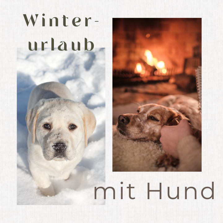 Winterurlaub mit Hund