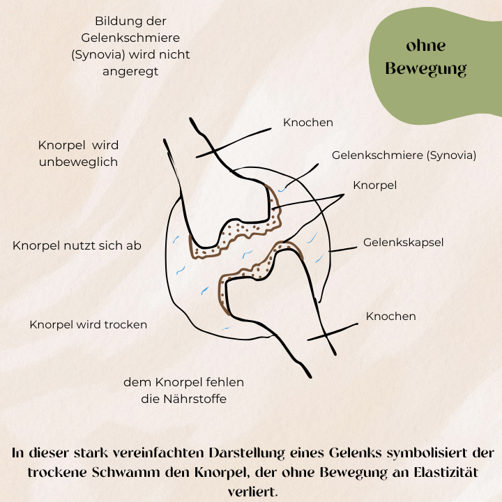 Übersicht Gelenk ohne Bewegung