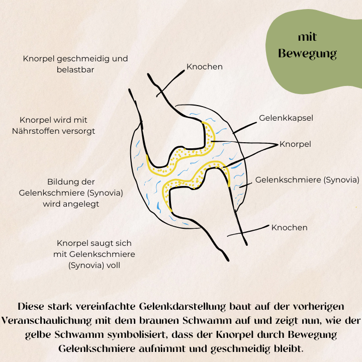 Übersicht Gelenk mit Bewegung