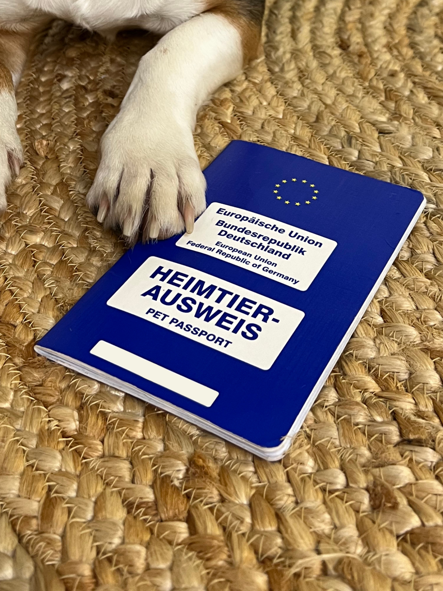 Was steht im EU-Heimtierausweis? Ein Guide für Hundebesitzer