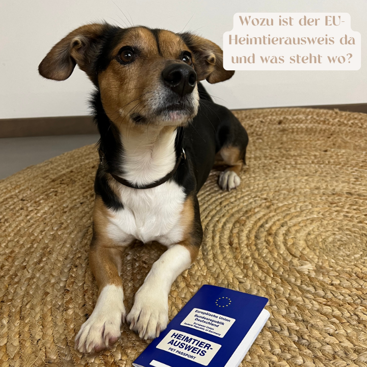 Wozu ist der EU-Heimtierausweis da und was steht wo?