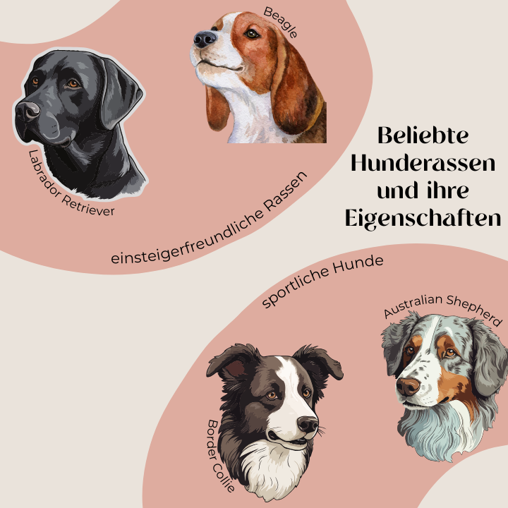 Beliebte Hunderassen und ihre Eigenschaften