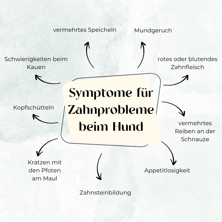 Symptom für Zahnprobleme beim Hund
