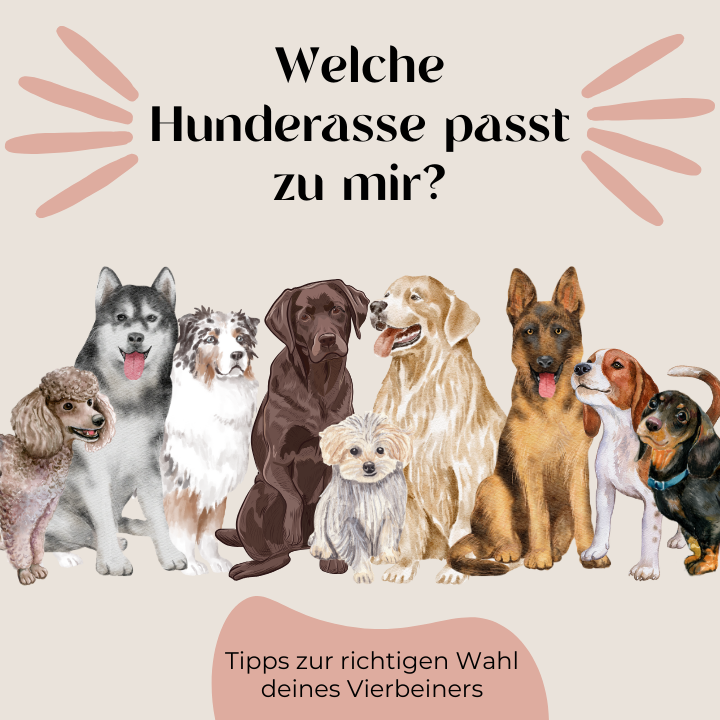 Welche Hunderasse passt zu mir?