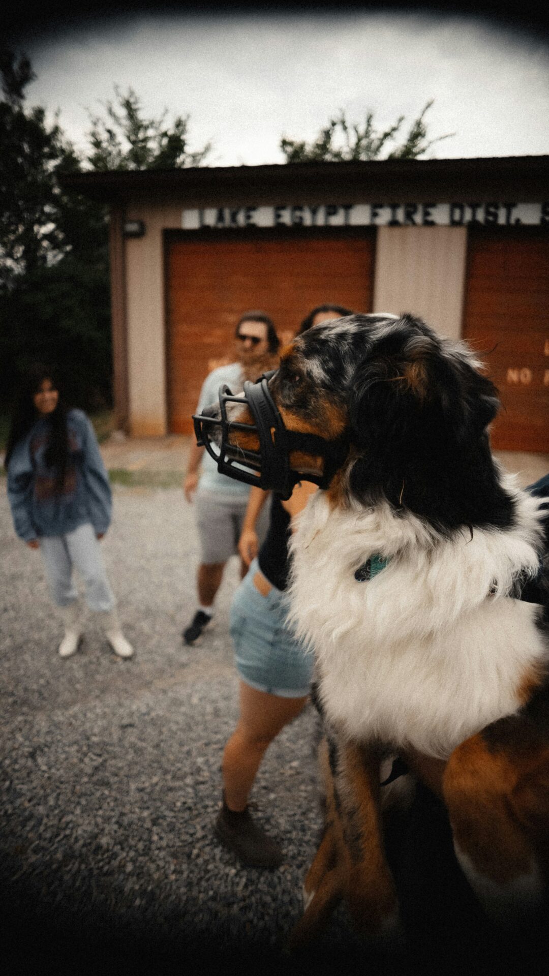 Maulkorb-Mythen aufgedeckt: Mehr als nur ein Schutz vor Aggression