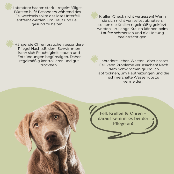Fell, Krallen & Ohren-darauf kommt es bei der Pflege an!