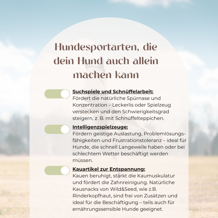 Hundesportarten die dein Hund auch allein machen kann