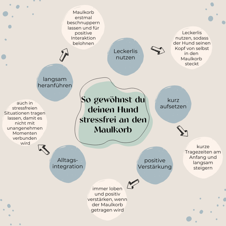 So gewöhnst du deinen Hund stressfrei an den Maulkorb