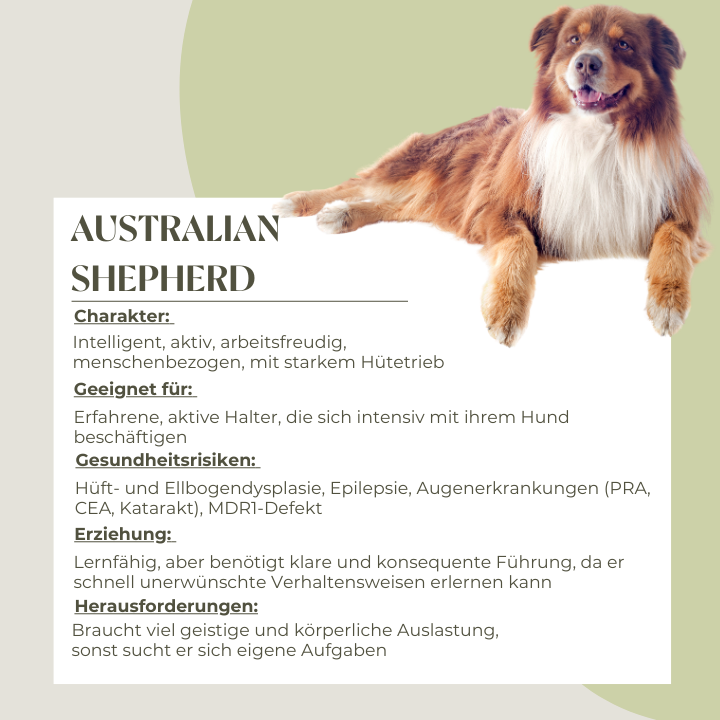 Steckbrief Hund Australian Shepherd