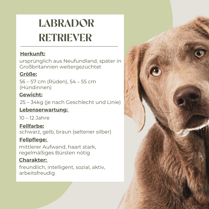 Steckbrief Labrador Retriever