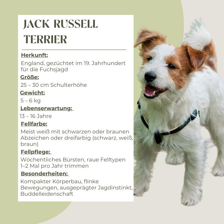 Steckbrief Jack Russell Terrier