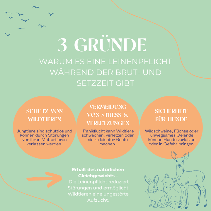drei Gründe: Warum es eine Leinenpflicht während der Brut- und Setzzeit gibt