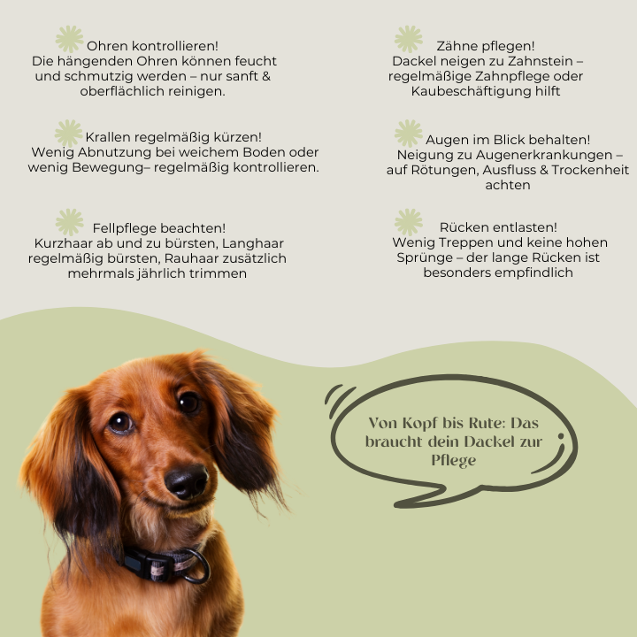 Von Kopf-bis-Rute-das-braucht-dein-Dackel-zur-Pflege