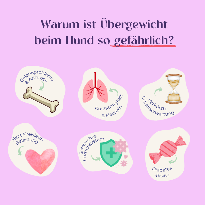 Warum ist Übergewicht beim Hund so gefährlich?