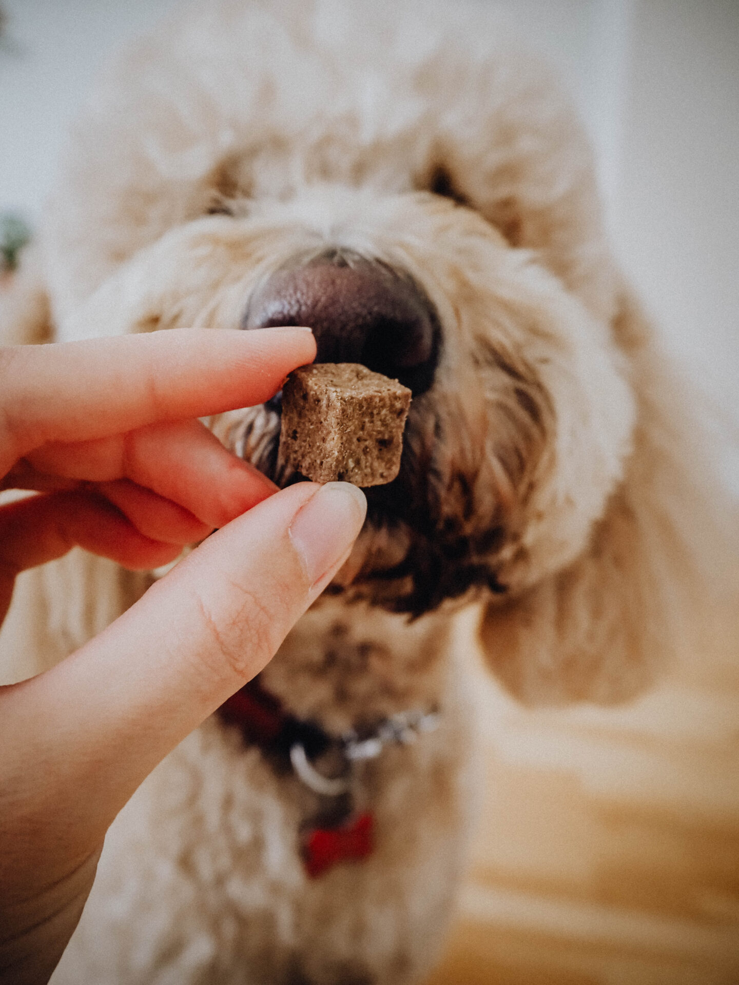 Snack für sensible Hunde