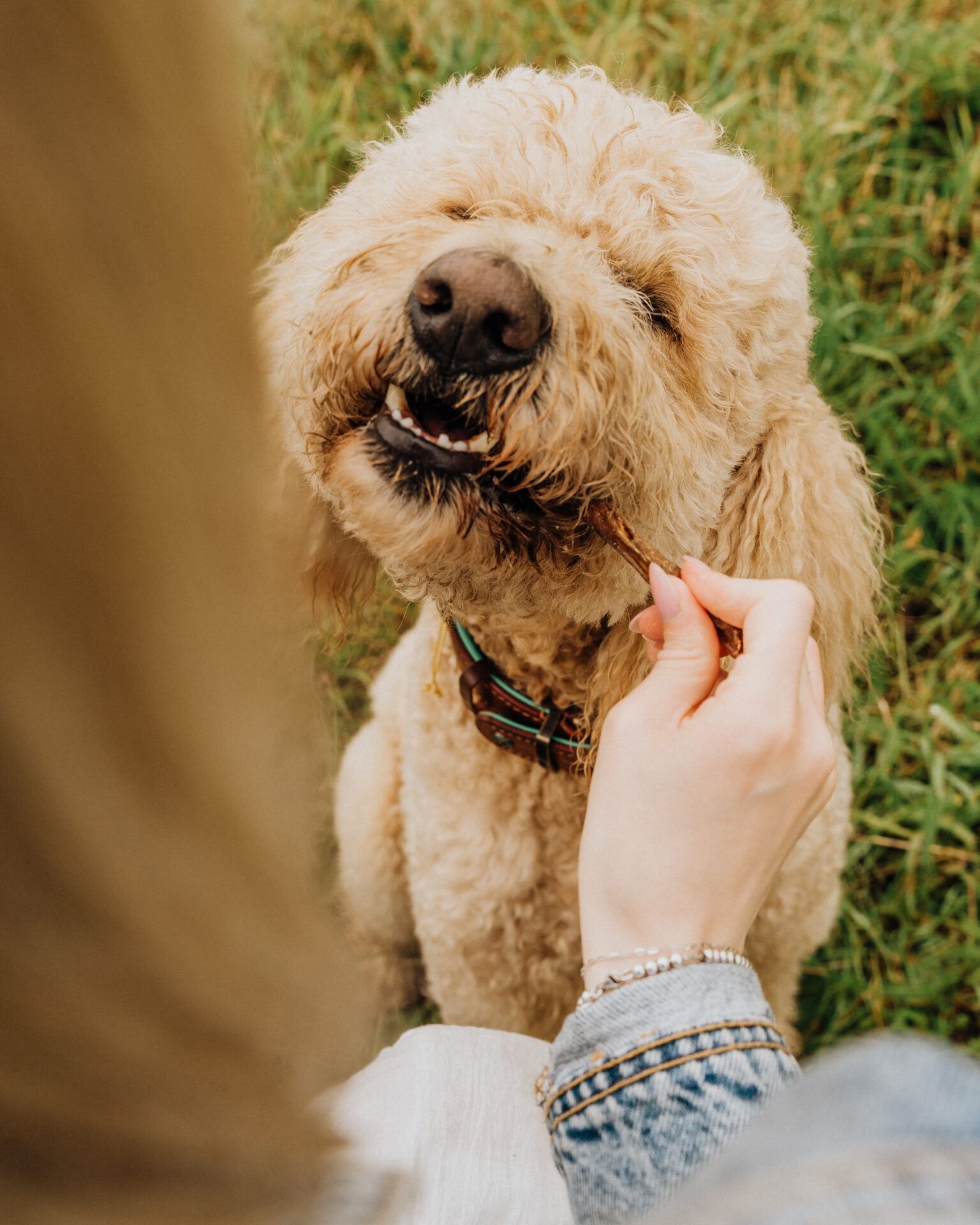 Weiche Kausnacks für Welpen – welche sind wirklich geeignet?
