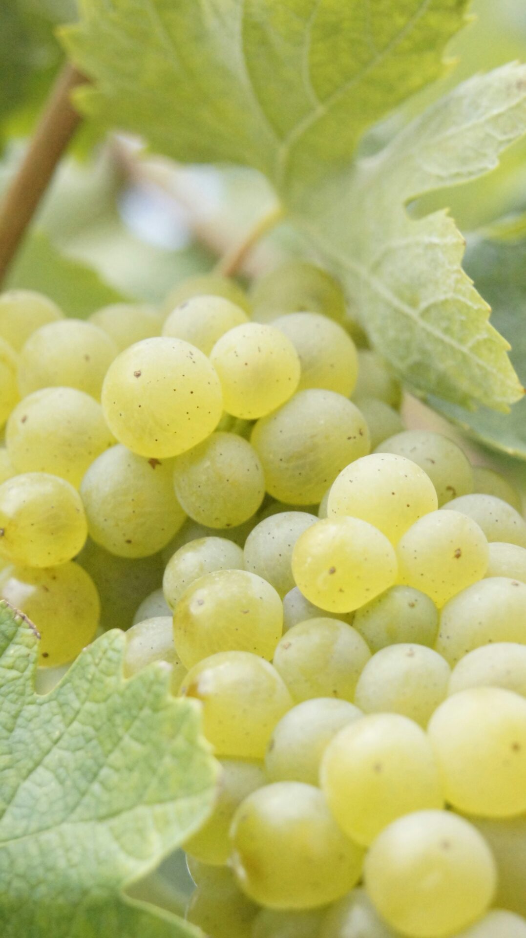 Dürfen Hunde Weintrauben essen? - Darf mein Hund Weintrauben fressen?