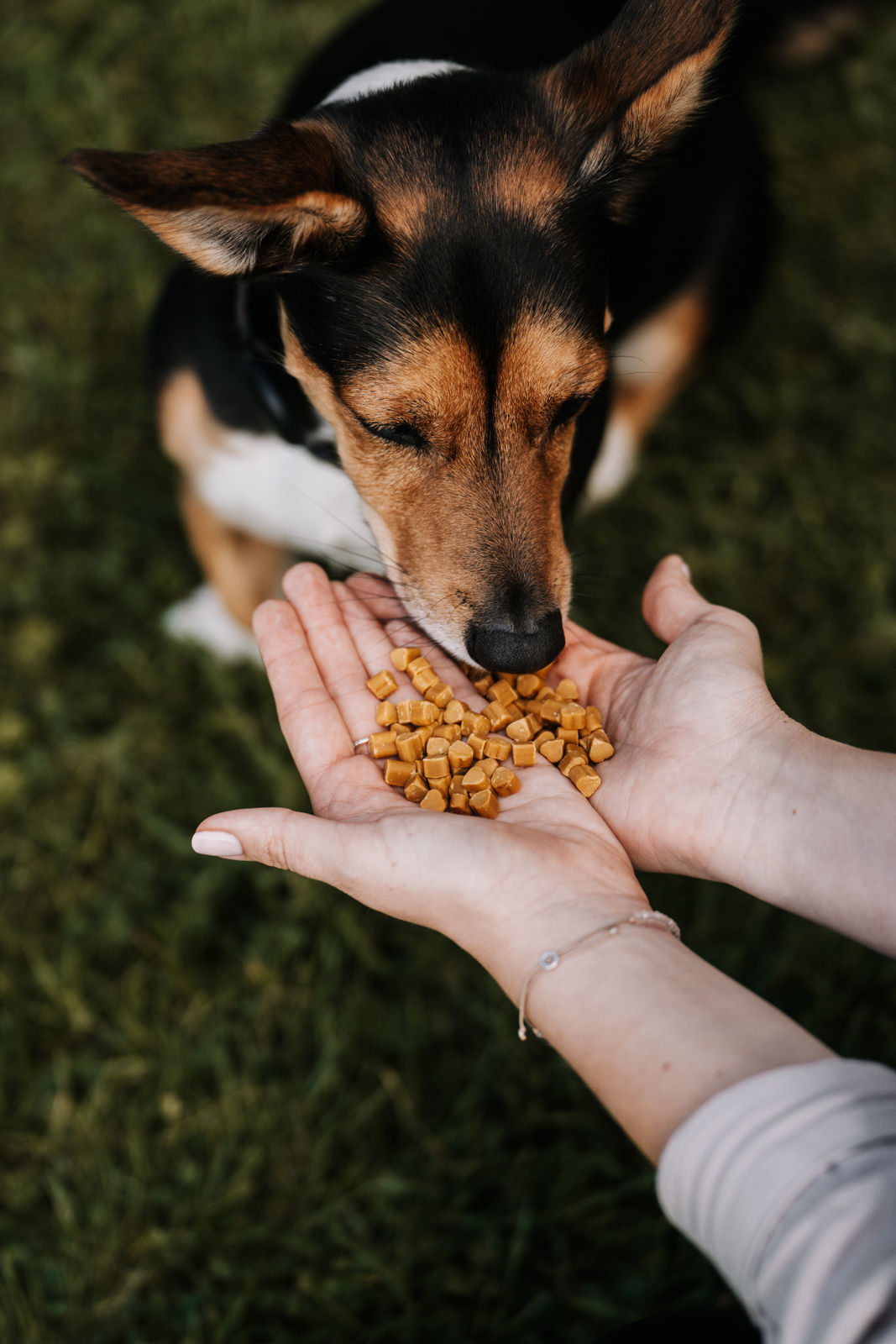 Käse Huhn Snacks von Wild&Seed