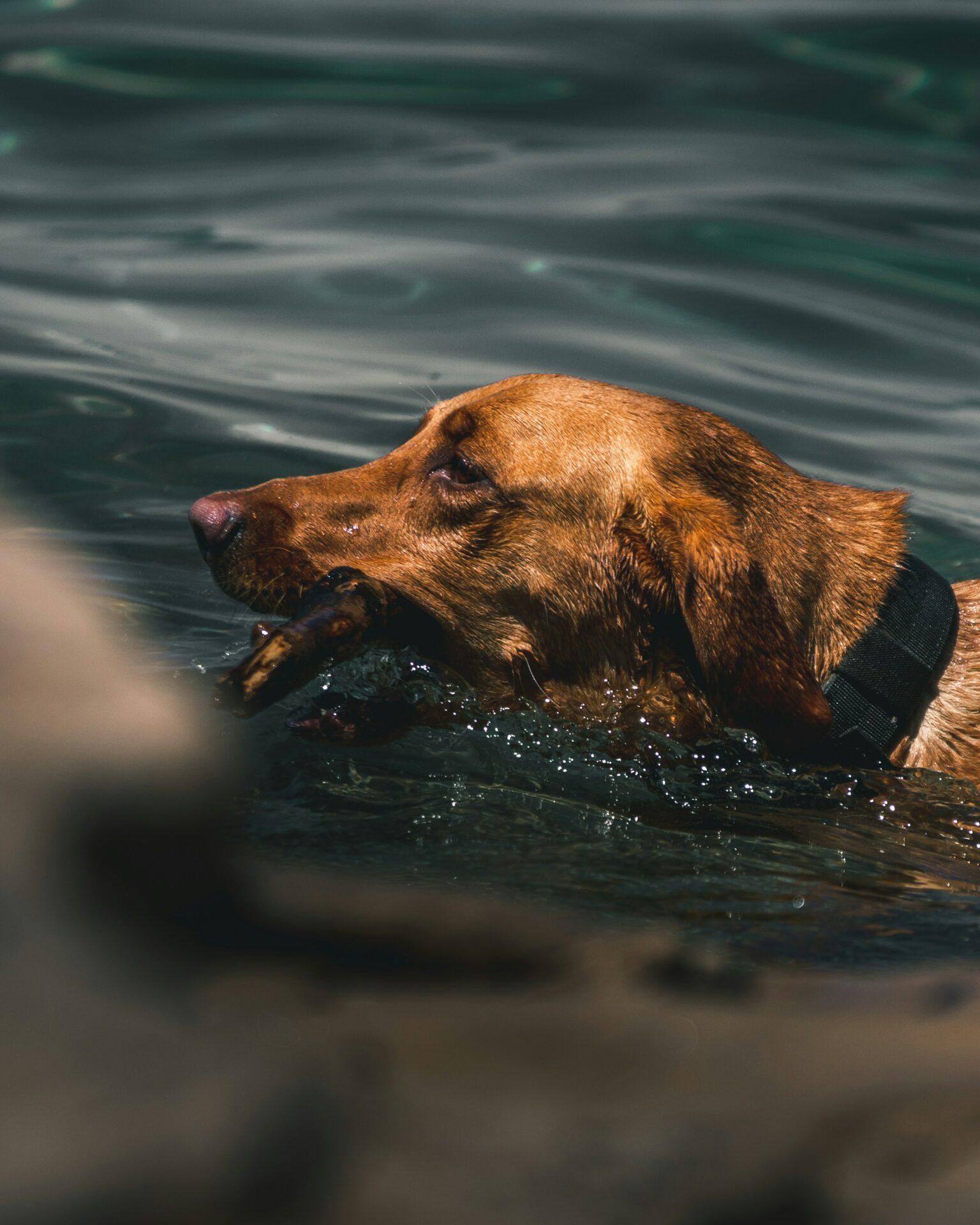 Wenn der Sprung ins Wasser riskant wird – Blaualgen und Hunde im Sommer