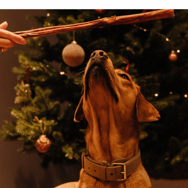 Kauspaß im Winter: Beschäftigung & Snackideen für kalte Tage