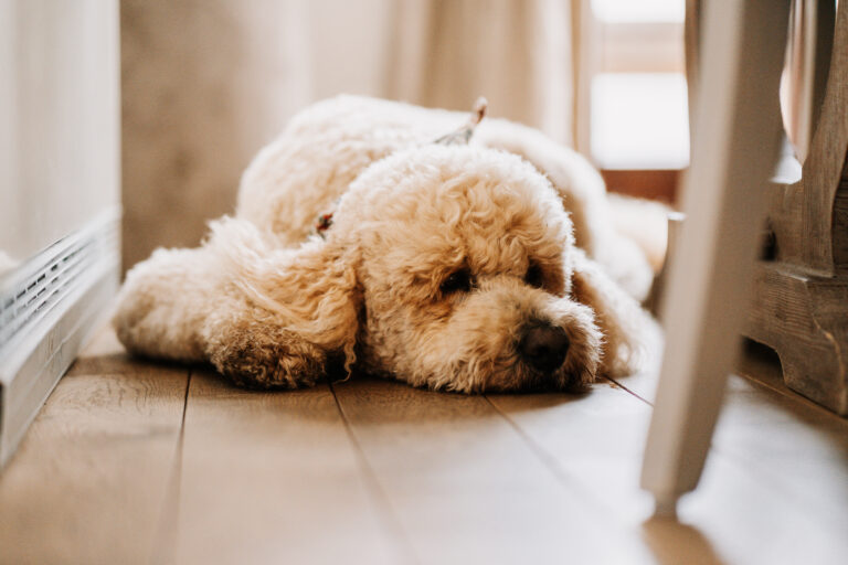 Hat mein Hund Schmerzen? Typische Anzeichen und worauf du achten solltest