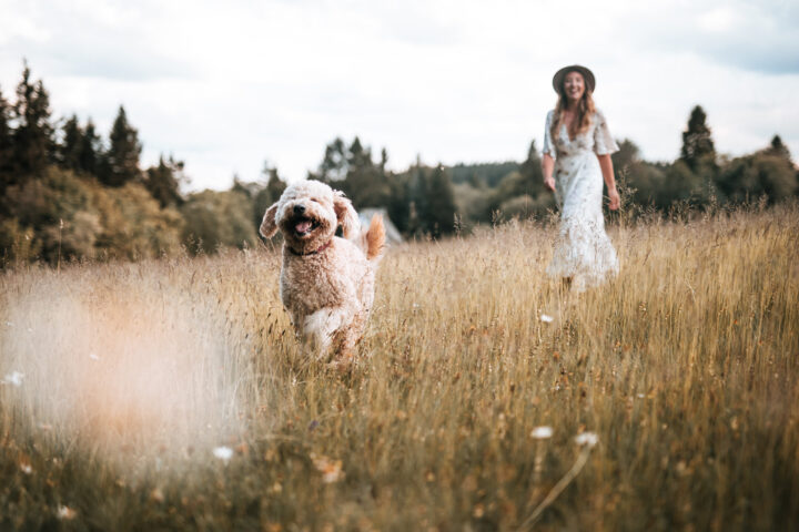 Was kann ich meinem Hund zur Unterstützung der Gelenke geben? Von Alltagsanpassungen bis zur gezielten Ergänzung