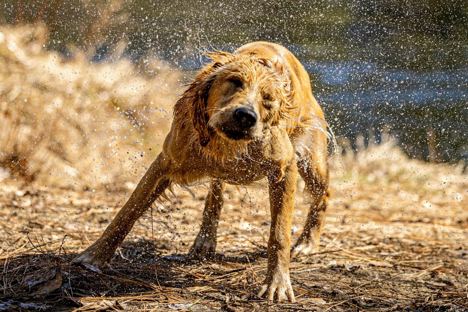 Warum schüttelt sich mein Hund so oft? Ursachen und wann du genauer hinschauen solltest