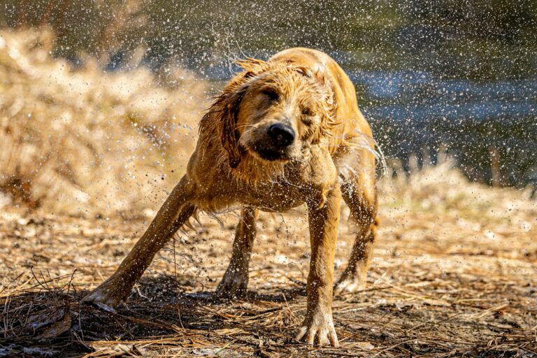 Warum schüttelt sich mein Hund so oft? Ursachen und wann du genauer hinschauen solltest